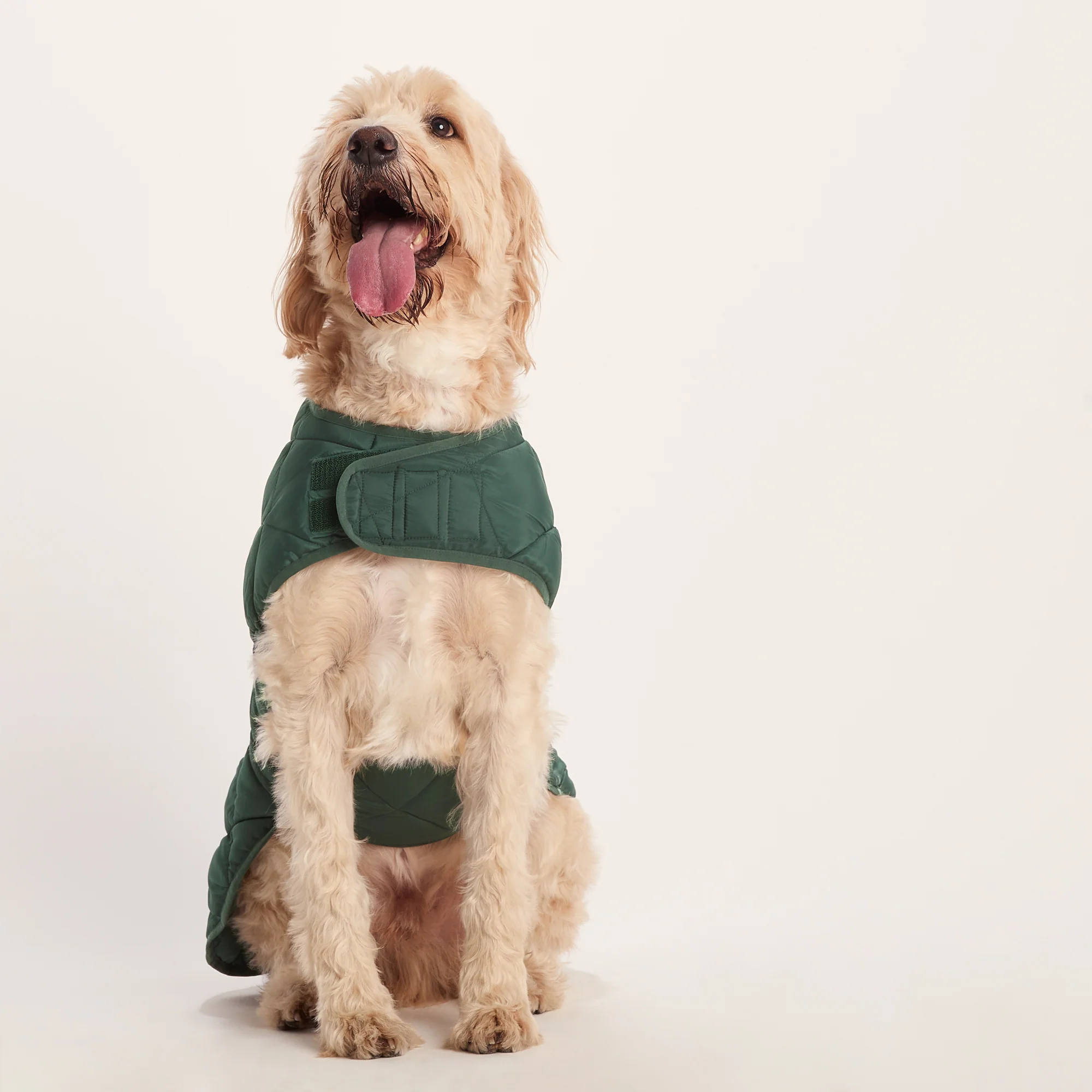 Fido Padded Dog Coat XL - Racing Green