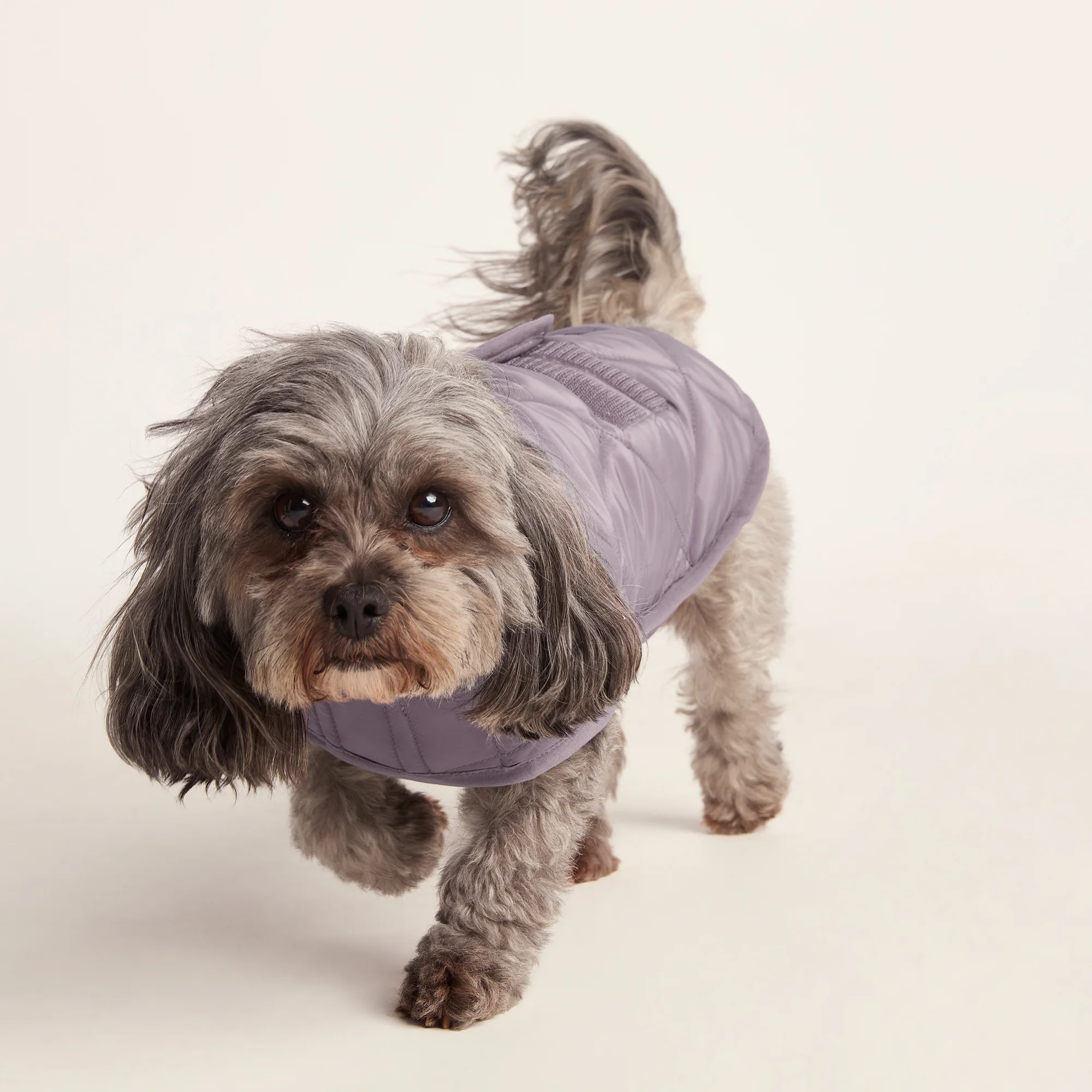 Fido Padded Dog Coat XS - Dusky Lilac - Image 6