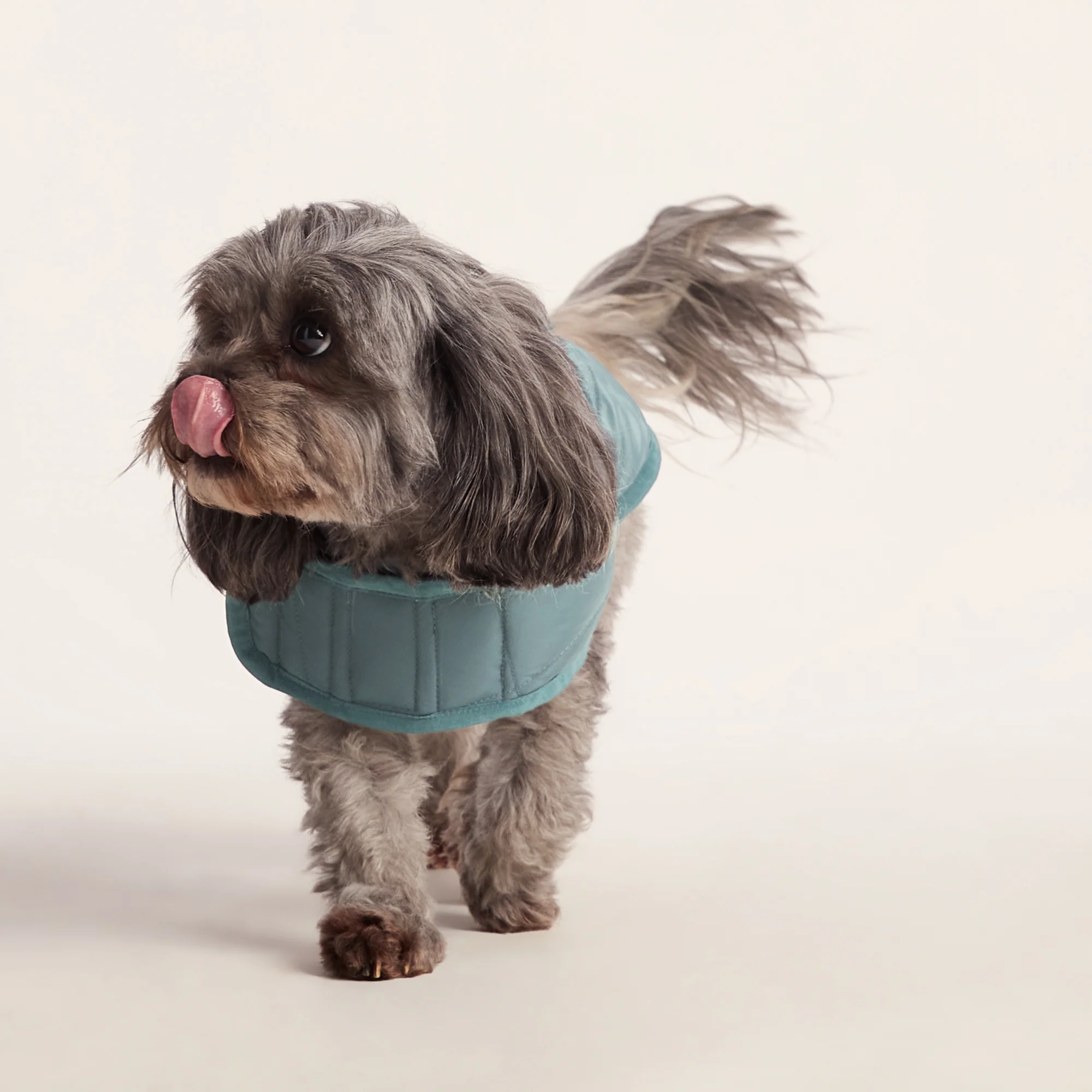 Fido Padded Dog Coat XS - Graphite - Image 5
